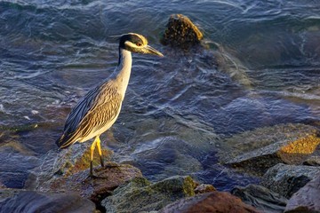 Rare Heron Fishing
