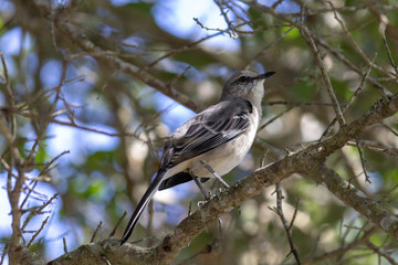 Mockingbird on a branch