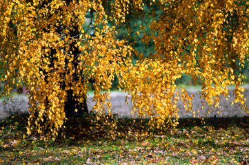 Birch in autumn.