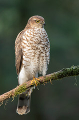 European Sparrowhawk isolated on branch