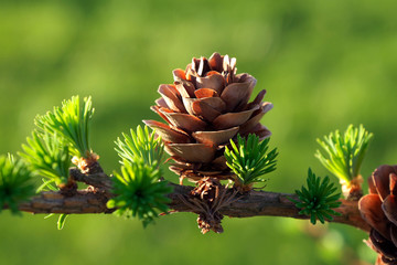Young larch cone.