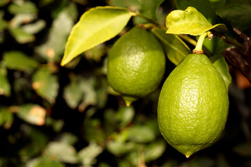 2 limes on a lime tree