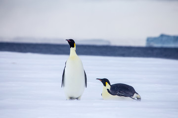 Emperor penguins in the weddel sea. Seen close to the most northern colony of emperor penguins in Antarctica, Snow Hill.