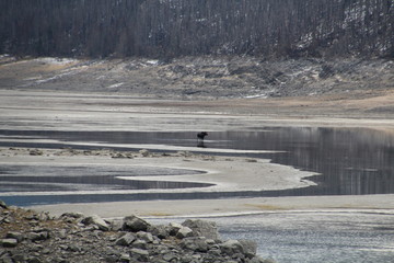 Shallow Medicine Lake, Jasper National Park, Alberta