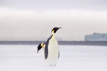 Plakat Emperor penguins in the weddel sea. Seen close to the most northern colony of emperor penguins in Antarctica, Snow Hill.