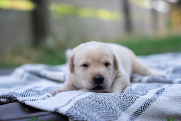 young cute little purebred labrador retriever dog puppy pet outdoors