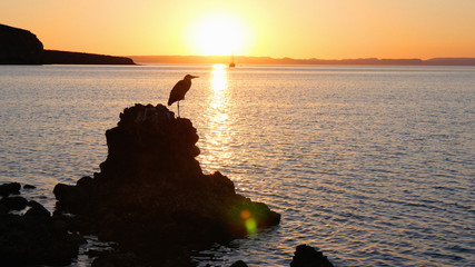 Fototapeta na wymiar Bird in front of beautiful sunset, Lapaz