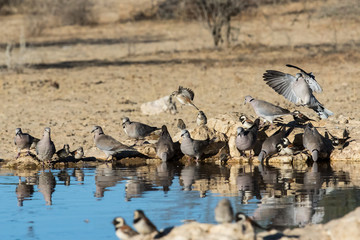 Doves at a waterhole in the Kgalagadi Transfrontier Park