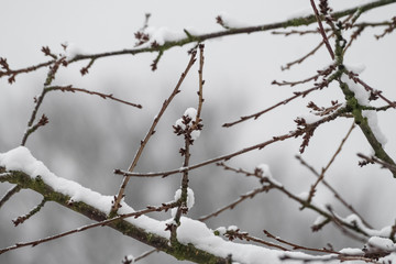 A close-up of branches and twigs covered with snow on a cold and harsh winter day in Germany.