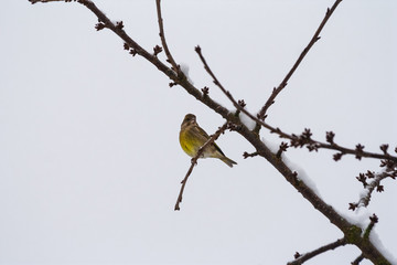 Close-up of a beautiful small greenfinch (Chloris chloris) bird sitting on a twig covered with snow in winter in Germany.