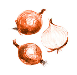 Onions, watercolor illustration. - 229570297