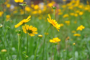 Blooming coreopsis flowers in a field