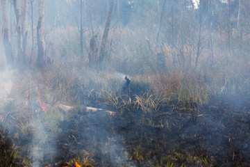 Fire at the Swamp