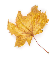 maple autumn leaf  on white background