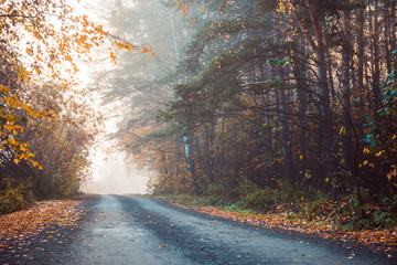 Beautiful forest with different trees