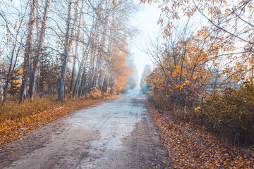 Beautiful forest with different trees