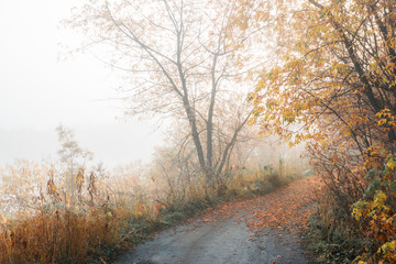 Beautiful forest with different trees