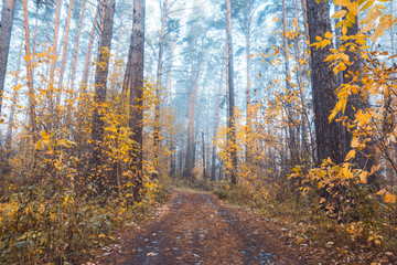 Beautiful forest with different trees