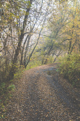 Fototapeta premium Beautiful forest with different trees