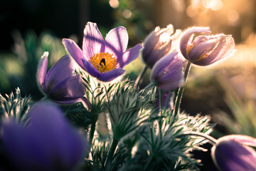 Schellenblume Kuhschelle Frühjahr Frühling lila violett