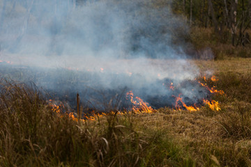 Fire at the Swamp