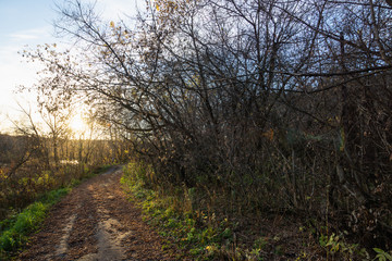 Fototapeta premium Beautiful forest with different trees