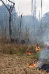 Fire at the Swamp