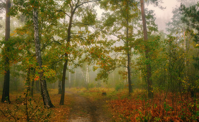 walk in the autumn forest. fog. autumn colors. melancholy.