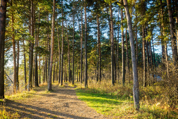 Beautiful forest with different trees