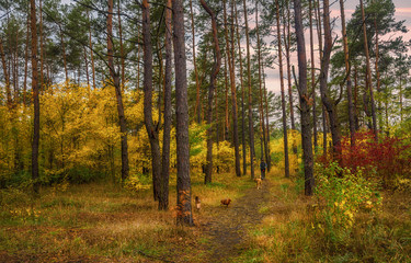 walk in the autumn forest. evening. autumn colors. sunset.