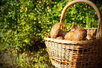 boletus mushrooms in a basket on forest surface