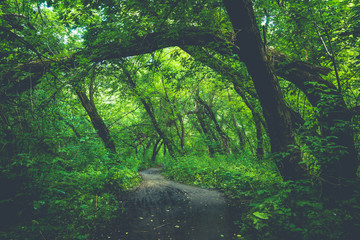 Obraz premium Beautiful forest with different trees