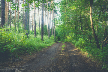 Beautiful forest with different trees