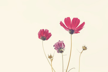 Fototapeta premium Pink Cosmos flowers