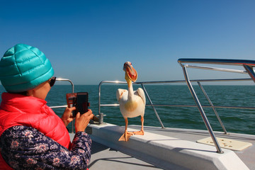 Feathery cunning / Pelican on Board the boat. 