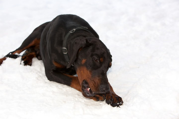 Black dobermann dog laying in snow chewing on something