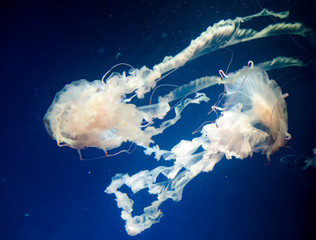 jellyfish medusa　animal　creature © ISAMU