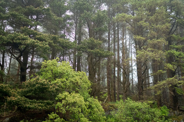 Early morning misty forest