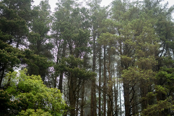 Obraz premium Foggy Forest