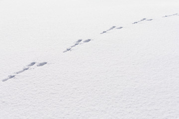 Hare foot tracks in snow forest. winter background