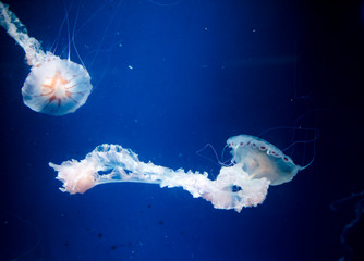 jellyfish medusa　animal　creature