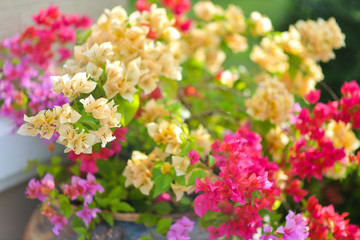 Bush of multi-color in one Bougainvillea or Primavera flower tree