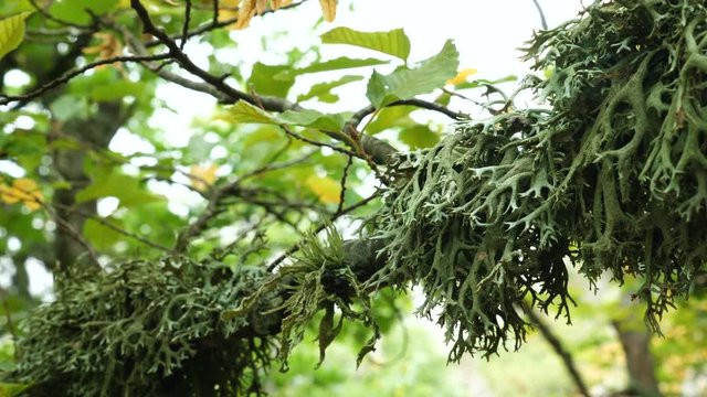 Dense green lichen (Evernia prunastri) on an oak tree branch in an autumnal mountain forest.