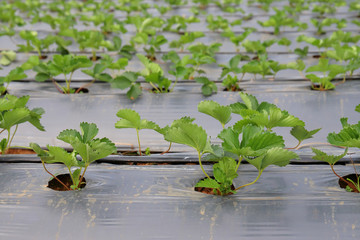 Agriculture farm of strawberry field.