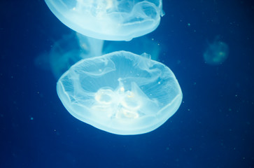 jellyfish medusa　creature　animal　insect