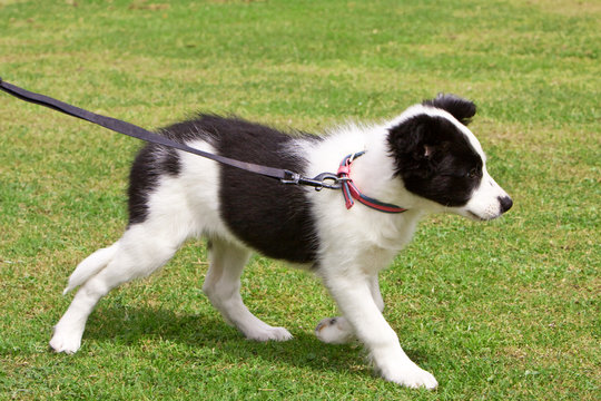 Baby Border Collie Puppy Learning To Walk On The Lead