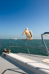 Feathery cunning / Pelican on Board the boat. 