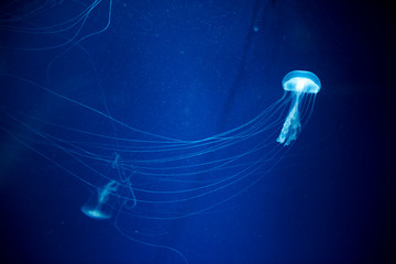 jellyfish medusa　creature animal