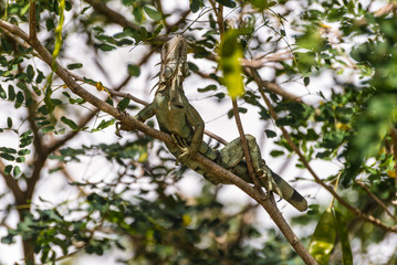 Green iguana without tail on tree branch - Martinique tropical island, Caribbean