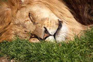 Naklejka premium Sleeping Lion, showing head laying on grass